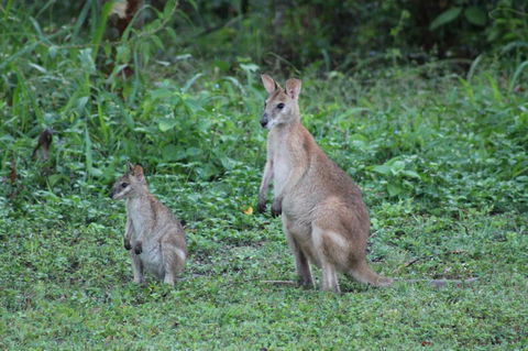 Airlie Beach Eco Cabins - Adults Only - Dalby Accommodation 16
