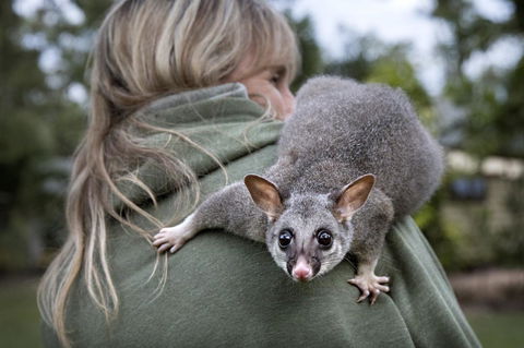 Airlie Beach Eco Cabins - Adults Only - Dalby Accommodation 3