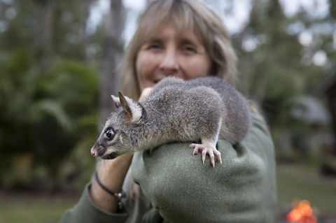 Airlie Beach Eco Cabins - Adults Only - Dalby Accommodation 11