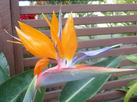 Gaia On Bribie Island - Dalby Accommodation 38