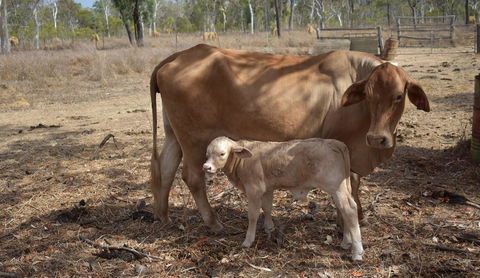 Ironbark House - Dalby Accommodation 27