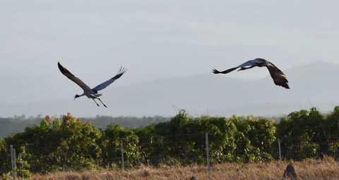 Ironbark House - Dalby Accommodation 35
