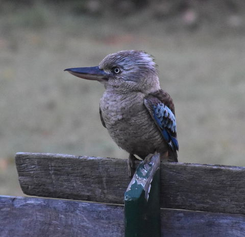 Ironbark House - Dalby Accommodation 4