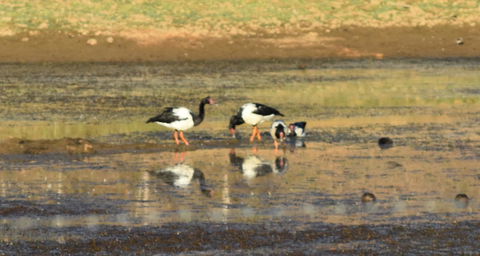 Ironbark House - Dalby Accommodation 34