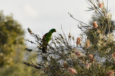 Ironbark House - Dalby Accommodation 29