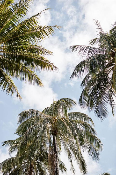 Novotel Cairns Oasis Resort - Dalby Accommodation 9