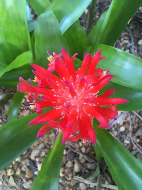 Casuarina - Dalby Accommodation 2