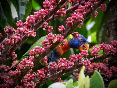 Daintree Manor B&B - Dalby Accommodation 4