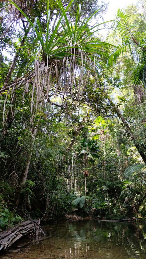 Daintree Manor B&B - Dalby Accommodation 7