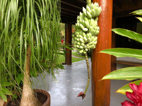 Daintree Manor B&B - Dalby Accommodation 10