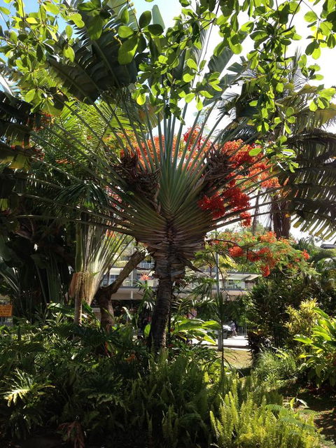 Port Douglas Apartments - Adults Only Oasis - Dalby Accommodation 39