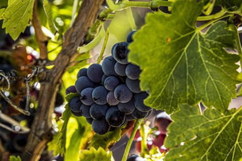 CASALE COTTAGE Barossa Valley - Dalby Accommodation 4
