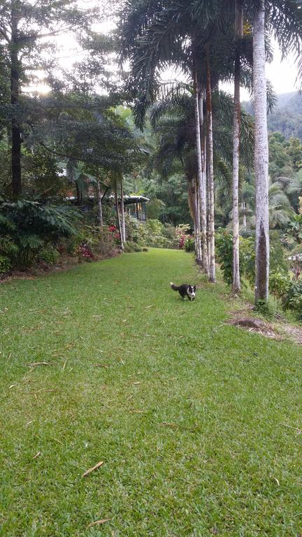 A Daintree Garden - Dalby Accommodation 1