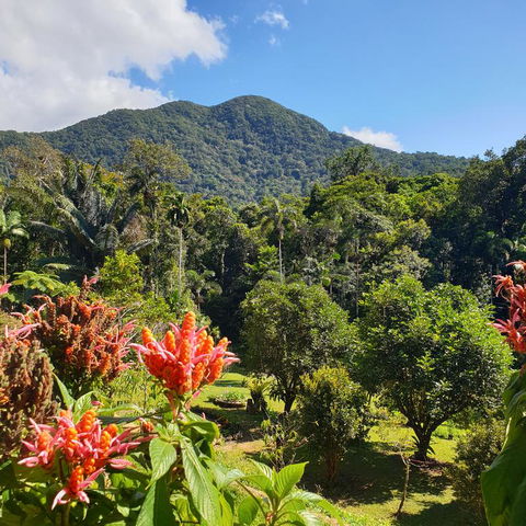 A Daintree Garden - Dalby Accommodation 3