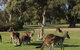 Eastern Hill Creswick - thumb 3