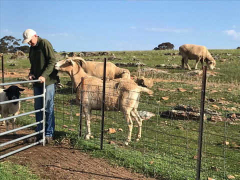 Gilgraves Vineyard Farmstay - Dalby Accommodation 1