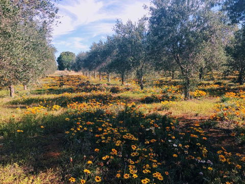 Olive Grove Retreat 1 By Tiny Away - Dalby Accommodation 3
