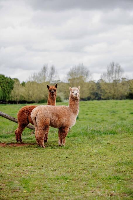 Romantic Luxury Tiny Home In An Idyllic Setting - Dalby Accommodation 3