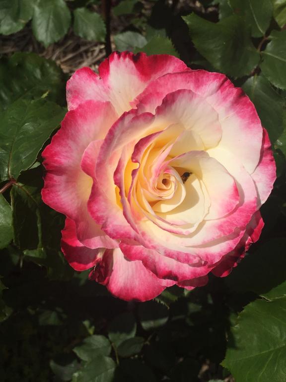 Terip Terip VIC Dalby Accommodation