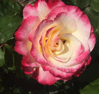 Birchwood Cottage - Dalby Accommodation