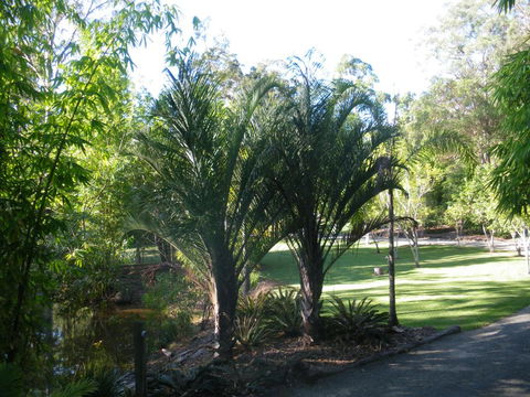 BoBRENE On Tamborine Nude Retreat - Quaint Cottage - Dalby Accommodation 2