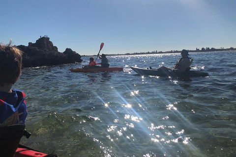 Penguin Island And Fremantle - Canoe, Chocolate & Coffee - Dalby Accommodation 1
