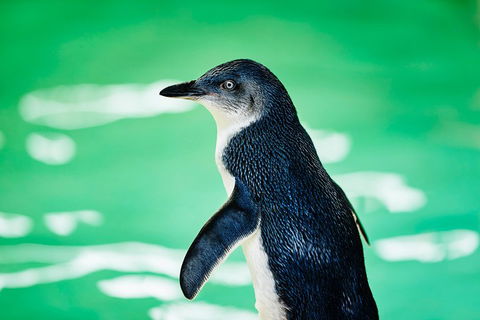 Penguin Island And Fremantle - Canoe, Chocolate & Coffee - Dalby Accommodation 4