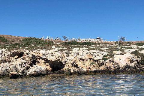 Penguin Island And Fremantle - Canoe, Chocolate & Coffee - Dalby Accommodation 5
