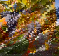 Full Day Tamar Valley Wine Tour - Dalby Accommodation