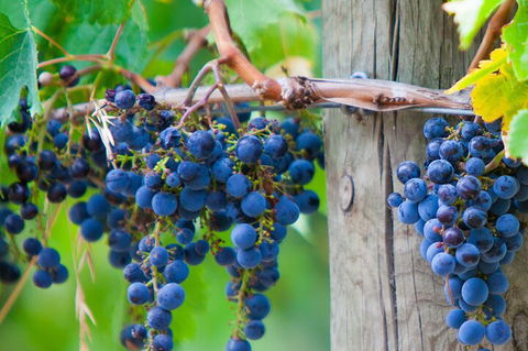 Mornington Peninsula Tour Inc Chairlift,beach Boxes,lunch,choc Tasting And More - Dalby Accommodation 4