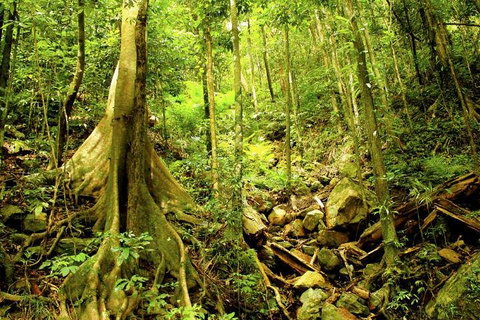 Barron Gorge And Kuranda National Park Half Day Rainforest And Waterfall 4WD Tour From Cairns - Dalby Accommodation 4