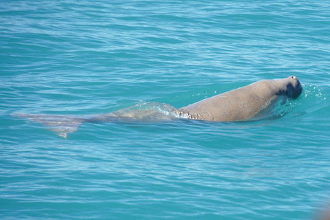 Snubfin Dolphin Eco Cruise From Broome - Dalby Accommodation 0