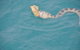 Snubfin Dolphin Eco Cruise From Broome - thumb 2