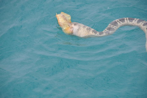 Snubfin Dolphin Eco Cruise From Broome - Dalby Accommodation 2