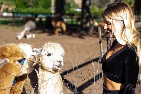 O'Reilly's & Lamington National Park Incl. Alpaca Farm + Vineyard - Dalby Accommodation 3