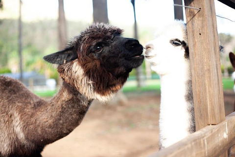 O'Reilly's & Lamington National Park Incl. Alpaca Farm + Vineyard - Dalby Accommodation 4