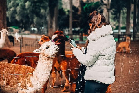 O'Reilly's & Lamington National Park Incl. Alpaca Farm + Vineyard - Dalby Accommodation 5