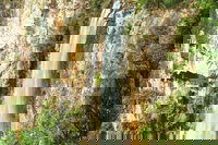 Private Tour - Rainforest  Waterfalls Extravaganza, Surfers Paradise