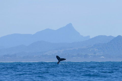 The Byron Bay Sea Kayak Tour - Dalby Accommodation 0