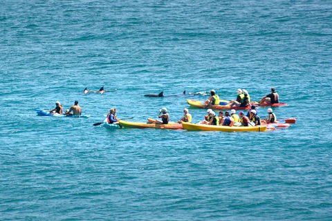 The Byron Bay Sea Kayak Tour - Dalby Accommodation 1