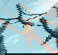 Highlights Of Kings Park - Dalby Accommodation