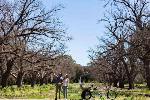 Adelaide 90-Minute Pedicab Tour: Scenic Green & River Experience - Dalby Accommodation 1