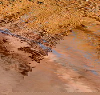 Scenic Flight Lizard Safari - Dalby Accommodation