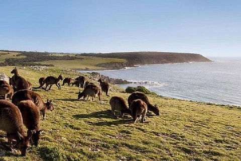 Kangaroo Island Personal Group Tours - Dalby Accommodation 0