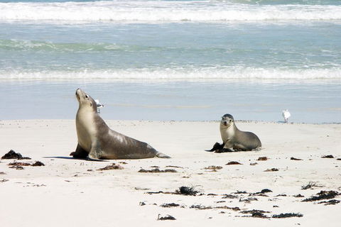 Kangaroo Island Personal Group Tours - Dalby Accommodation 3
