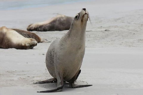 Kangaroo Island Personal Group Tours - Dalby Accommodation 4