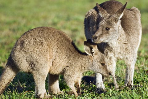 LGBT+ Friendly Full Day Phillip Island Private Tour - Dalby Accommodation 3