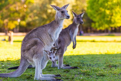LGBT+ Friendly Full Day Phillip Island Private Tour - Dalby Accommodation 4