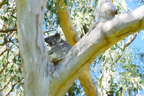 Best Of Moreton Bay Cruise - Dalby Accommodation 2