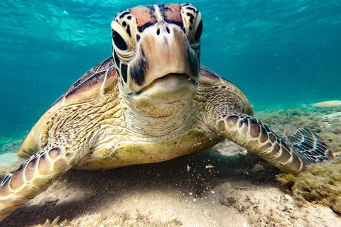 Sail, Snorkel, SUP & Kayak Charter Whitsundays - Dalby Accommodation 0